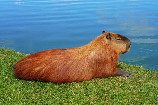 Greater capybara rests along a lake on grass in a Curitiba park in Brazil