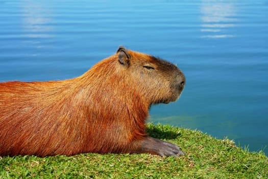 Close-up of Capybara peacefully lying by the lake