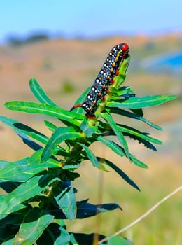 The spurge hawk-moth (Hyles euphorbiae), The caterpillar of the nightjar moth eats the poisonous Euphorbia plant