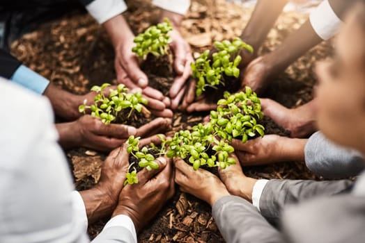 Growth requires the support of all. Closeup shot of a group of businesspeople holding plants growing out of soil.