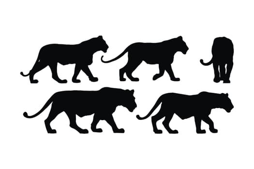 Lion walking in different positions, silhouette set vector. Adult lion silhouette collection on a white background. Carnivore animal like lion, tiger, and big cats full body silhouette bundle.