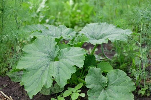 Young sprout squash growing in garden outdoors