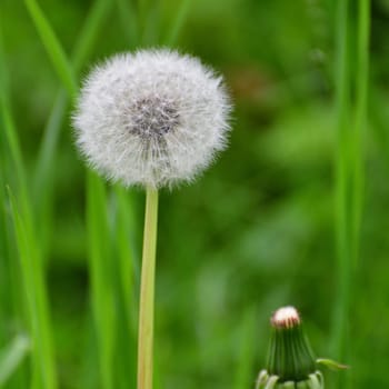 One white dandelion with seeds in the meadow