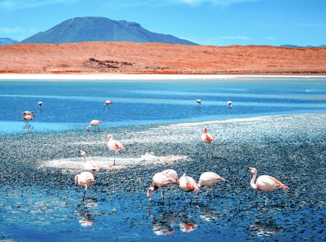 Beautiful flamingos at lagoon in Bolivia