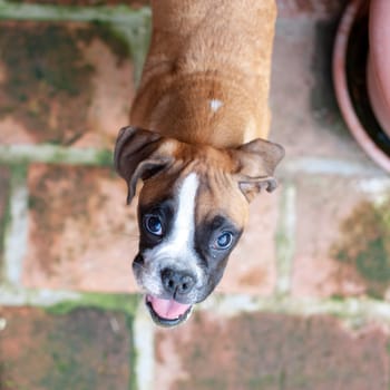 lovely unique boxer puppy running and messing around.