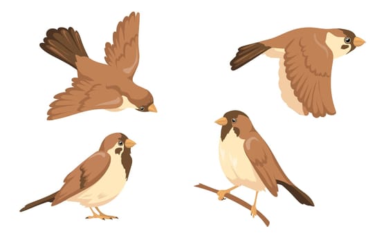 Sparrow character vector illustrations set