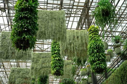 Green ornamental plant in hanging baskets. Plants in hanging pot decoration in charming garden. Care of hanging plant in baskets concept. Indoor hanging garden to reduce dust. Natural air purifier.