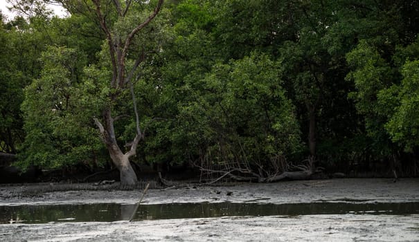 Green mangrove forest and mudflat at the coast. Mangrove ecosystem. Natural carbon sinks. Mangroves capture CO2 from atmosphere. Blue carbon ecosystems. Mangroves absorb carbon dioxide emissions.