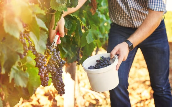 When life gives you grapes, make wine. a farmer harvesting grapes.