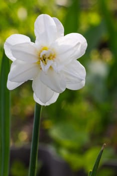 Beautiful flower of white daffodil growing in the garden.