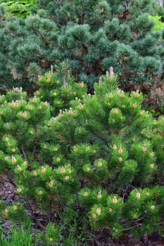 Mountain pine with cones in early spring