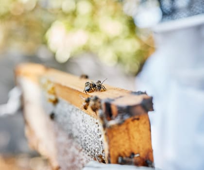 Frame, beehive and bees for outdoor apiculture, farming and honey production in countryside in summer. Insect nest, honeycomb and beeswax with beekeeper in blurred background at farm in Los Angeles