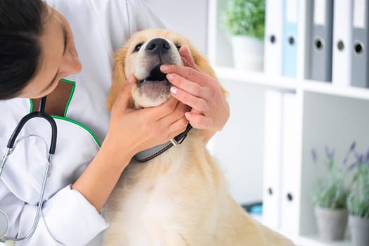 Veterinarian checking teeth of dog
