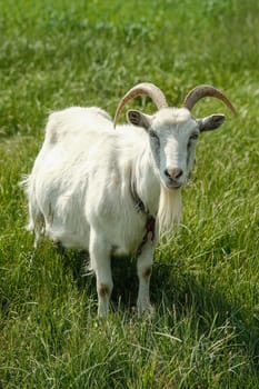 White goat with horns. The goat grazes on the green grass.