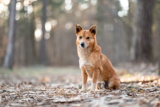 Domestic dog in forest