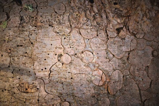 Close up, the imprint of a bark beetle on a piece of bark. the tree was eaten by a bark beetle, close-up of termite holes