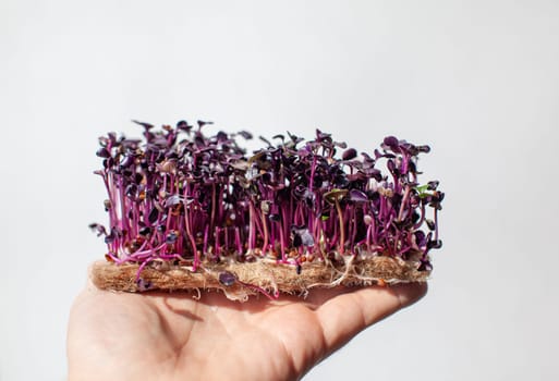 Micro-green radish sprouts in your hand. Sprouted radish seeds, Micro-greens. Sprouts grow. The concept of vegan food, green living and healthy eating. Organic food.