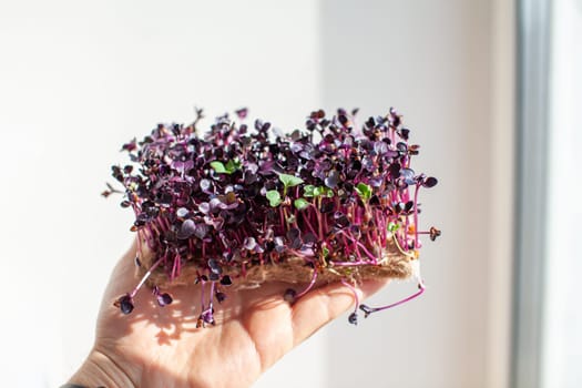 Micro-green radish sprouts in your hand. Sprouted radish seeds, Micro-greens. Sprouts grow. The concept of vegan food, green living and healthy eating. Organic food.