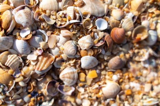 Background of small shells. There are many small shells on the seashore.