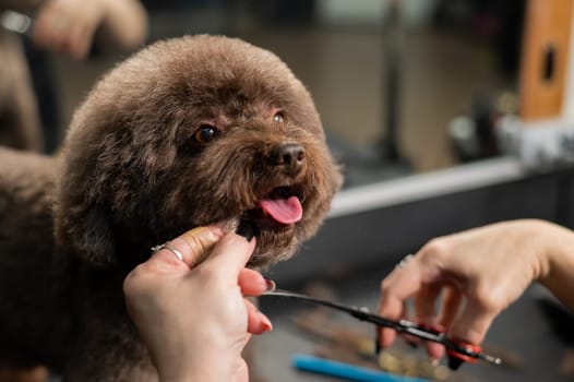 Woman trimming a small dog with scissors in a grooming salon.