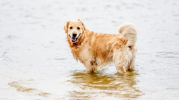 Golden retriever dog on the beach