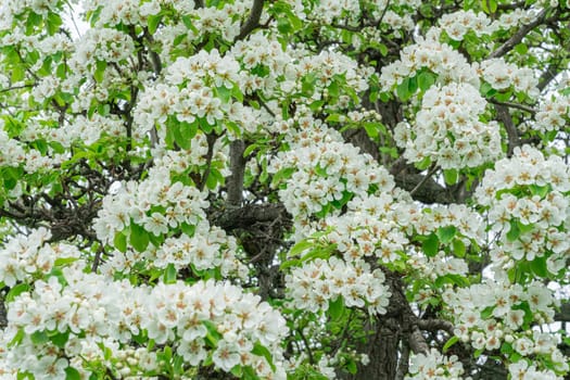 Blooming pear branches close-up on a beautiful background. photo
