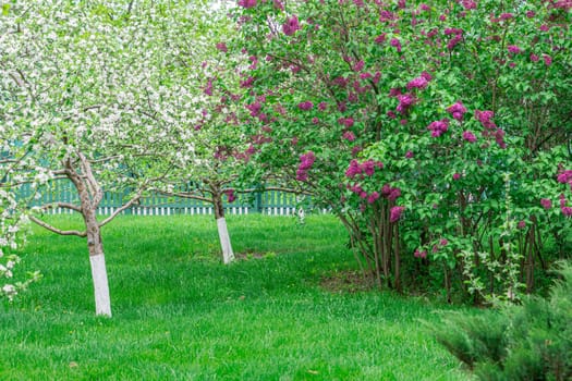 a blooming branch of lilac is large isolated on the background. photo