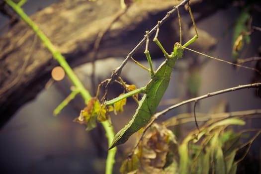 Mantis on a branch
