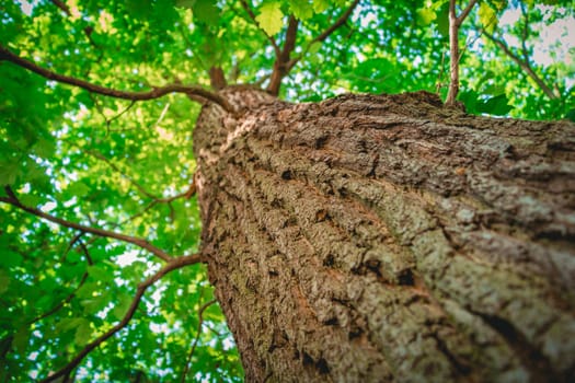 Tree from below with a shallow depth of field