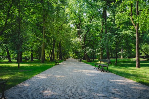 Beautiful alley with green trees in Lazienki Park at Warsaw Poland