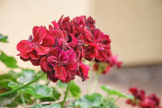 Closeup of beautiful geranium red on blur background