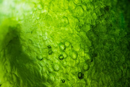 Cucumber under the microscope
