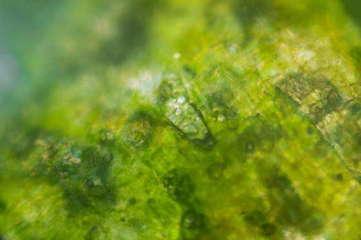 Pickled cucumber under the microscope