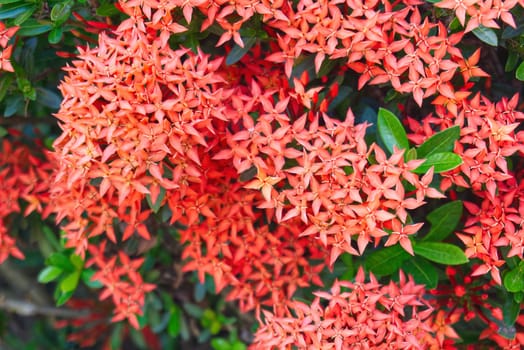 Ixora Chinensis Lamk, Ixora flower, Red spike flower, King Ixora blooming Rubiaceae flower, West Indian Jasmine