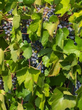 Bunches of ripe grapes before harvest - small grapes