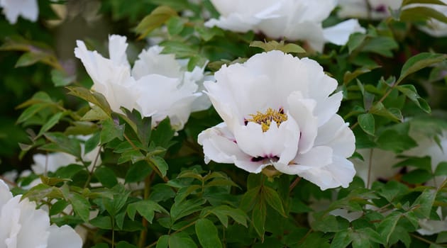 Tree peony bush with green leaves and white flowers in the park