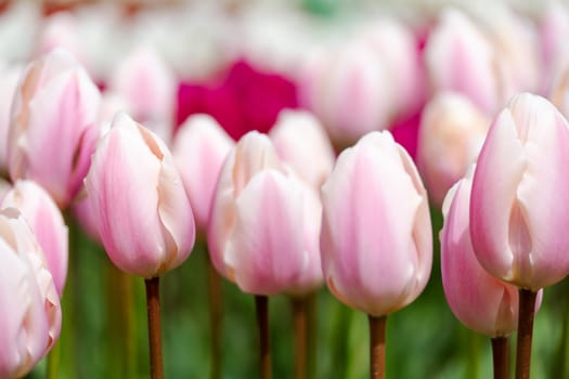 Tulip field. Pink tulips with white stripe close-up. Growing flowers in spring.