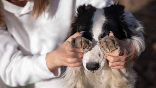 The owner closes the eyes of the border collie dog with his paws.