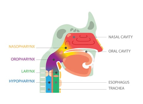 Health care educational information. Nasal and oral cavity