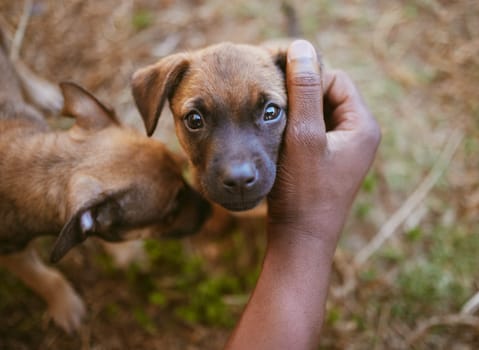 Hand, puppy and young dogs in a nature park bonding, embrace and relaxing with a person outdoors in Africa. Pets, trust and pet owner enjoys affection and quality time with brown small furry animals.