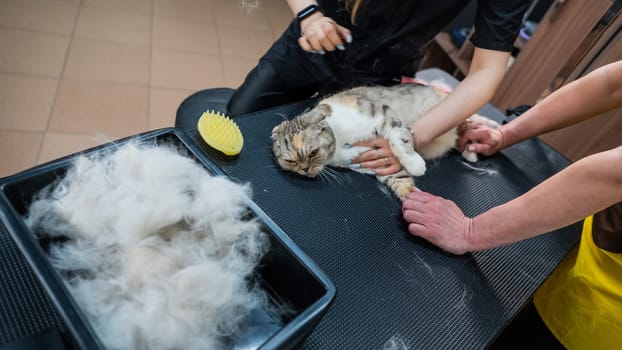 Women are combing a striped gray cat. Fast shedding service in the grooming salon.