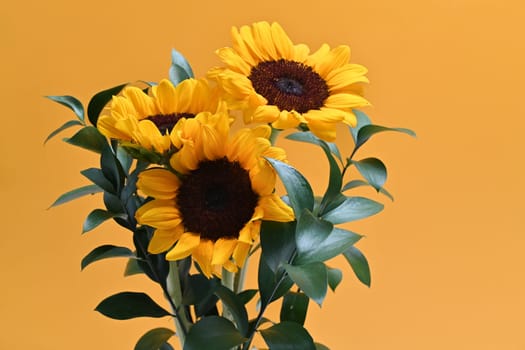 Floral background, autumn or summer concept. Beautiful sunflowers on yellow background wot space for your text.