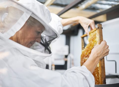 Bee farm, honey frame and woman putting honeycomb into extractor machine in factory. Beekeeper, manufacturing and female small business farmer in safety suit holding beehive for harvest at plant.