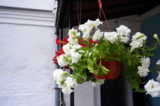 White petunia flowers in a hanging pot on the porch of a house