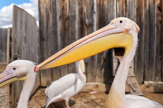 Pelican bird, blurred wooden farm fence background, more birds near, closeup detail to large beak