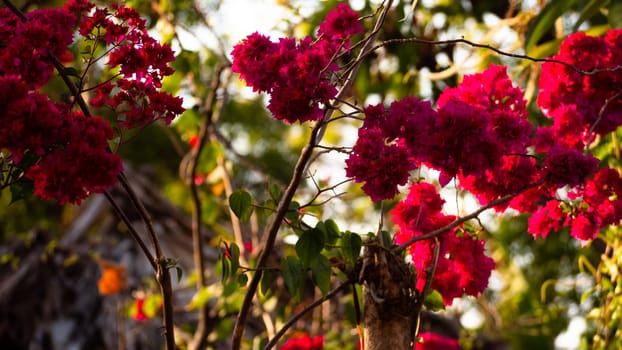 tropical pink flower Bougainvillea