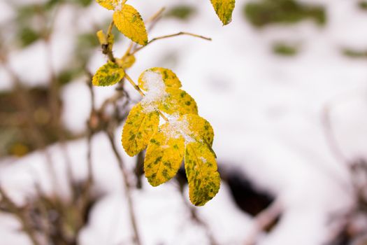 Snow on yellow plant leaves close up