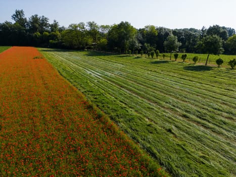 Field of wild poppies, beautiful summer rural landscape