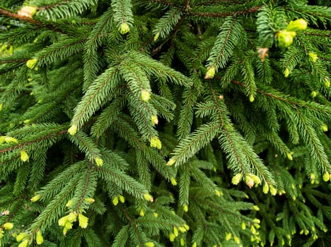 Christmas background with beautiful blooming spruce branches with youthful pine cones in spring. Still life. Mockup