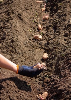 Potato tubers planting into the ground. Early spring preparations for the garden season.
